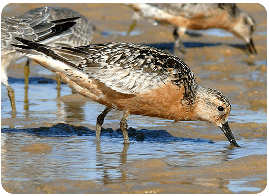 Bécasseau Maubèche