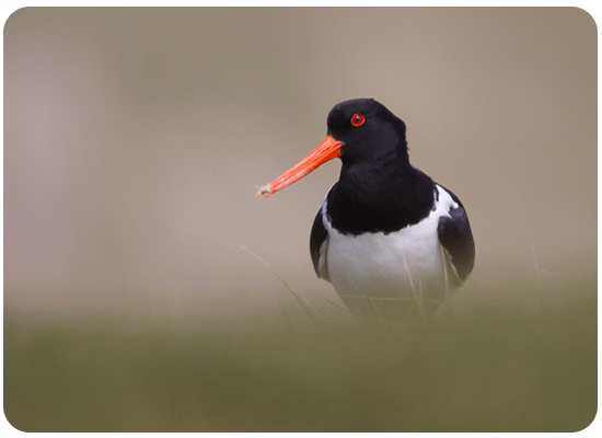 Eurasian Oystercatcher