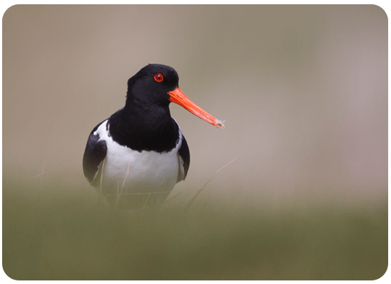 Eurasian Oystercatcher