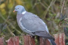 Pigeon_Ramier-05