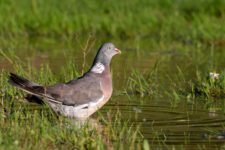 Pigeon_Ramier-17