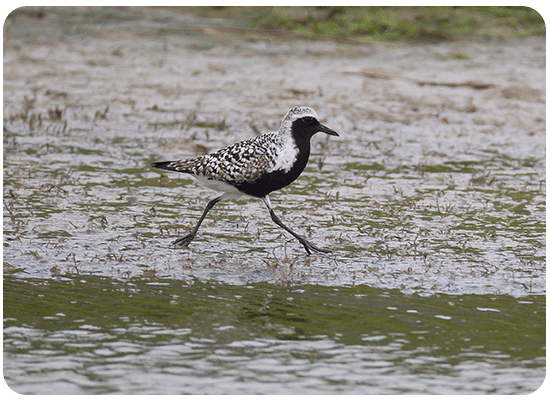 Chorlito Gris