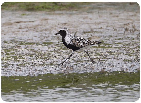 Grey Plover