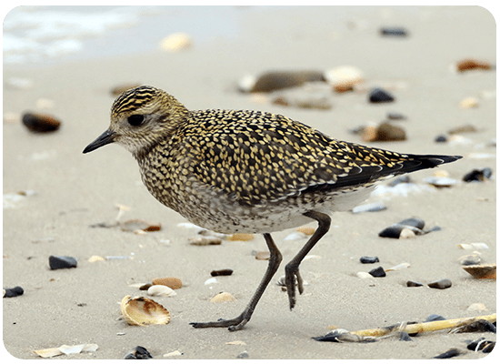 European Golden Plover