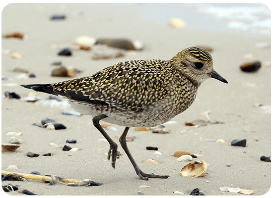 European Golden Plover