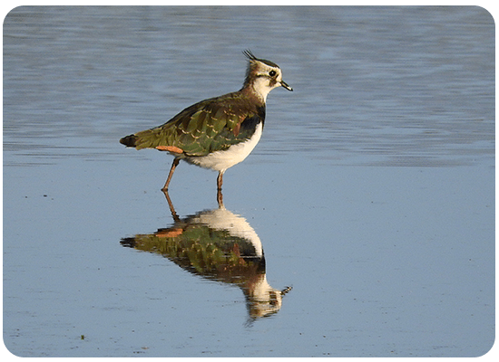 Avefría Europea