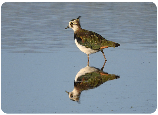 Avefría Europea