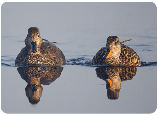 Canard Chipeau