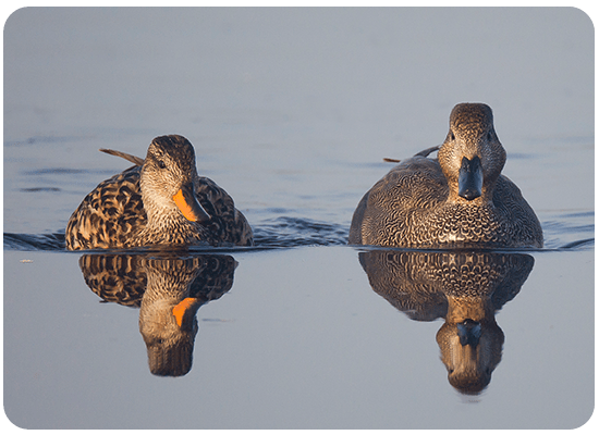 Gadwall