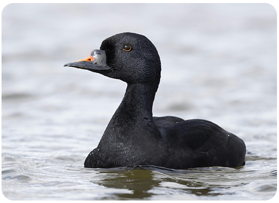 Common Scoter