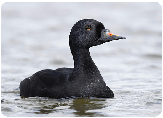 Common Scoter