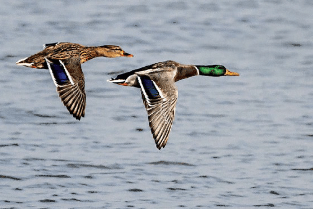 canard_colvert-1