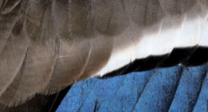 canard_colvert-11