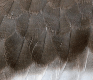canard_colvert-13