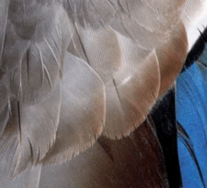 canard_colvert-4