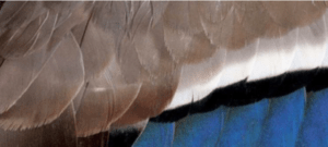 canard_colvert-5