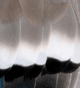canard_colvert-6